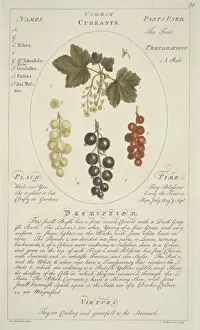Reibersaatigkeitsbeeren (Roter Kirsche)