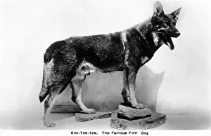 Classic Hollywood Icon Drucke: Rin Tin Tin