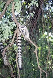 Madagascar Endemic Animals Drucke: Ring-tailed Lemur