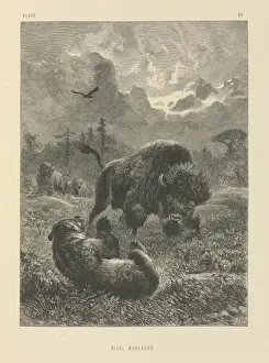 Drucke von Platte 15 aus dem Leben und Verhalten wilder Tiere, illustriert mit Entwürfen von Joseph Wolf, London 1874. Datum: 1874 Verwandte Bilder Drucke: Gegnerische Könige