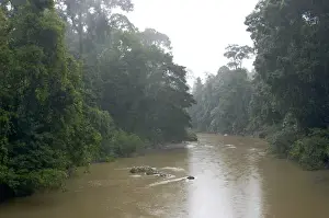 Borneo Rainforest Drucke: River Danum in the rain