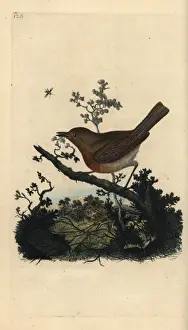 Historical Bird Art Drucke: Robin redbreast, Erithacus rubecula
