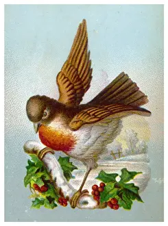 Robin In Snow Drucke: Robin with Winter Scene