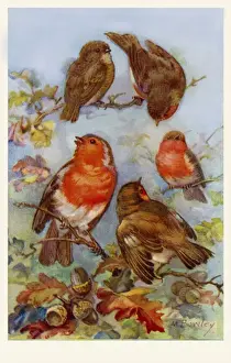 Antique Bird Prints For Sale Drucke: Robins