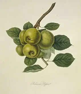 William Hooker Botanical Prints Drucke: Robinsons Pippin Apple