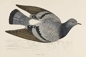 Drucke von Steinpattel (Columba livia) Felsentaube Drucke: Steinpattel