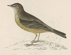 Wildlife Artwork For Sale Drucke: Rock Pipit (Morris)