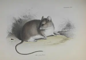 HMS Beagle Zoology Drucke: Rodent