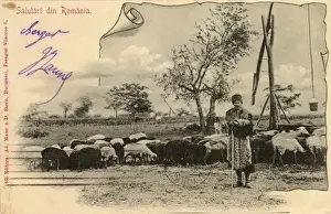 Shepherd With Flock Drucke: Romanian shepherd with his flock