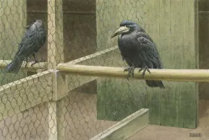 Raymond Sheppard Prints Drucke: Rooks in a Cage