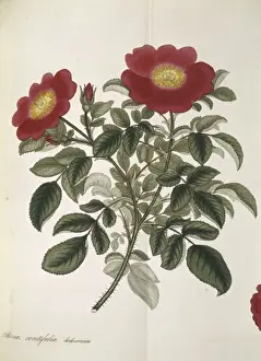 Angiosperm Illustrations Online Drucke: Rosa centifolia, cabbage rose