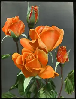 Colourful Roses Drucke: Rosa Emma Wright