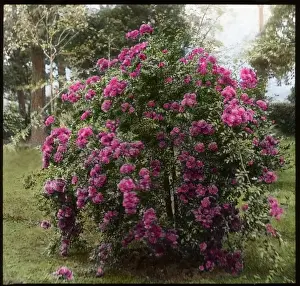 Pink Rose Flowers Drucke: Rosa Weeping Excelsa