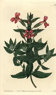 The Botanical Register History Drucke: Rose monkey-flower, Mimulus roseus