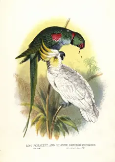 Rosenkranzparakéet, Psittacula krameri