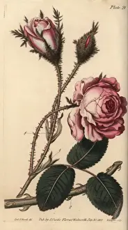 Sydenham Edwards Artwork Drucke: Rose, Rosa centifolia