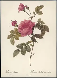 Rosa Species Drucke: Rose Without Thorns