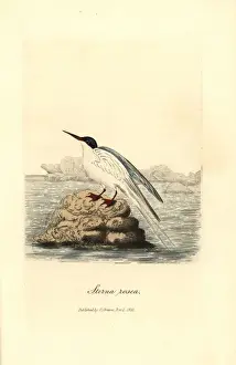 Historical Bird Prints Online Drucke: Roseate tern, Sterna dougallii