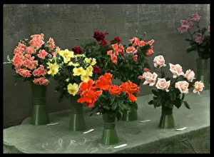 Colourful Roses Drucke: Roses in vases, set out on a table