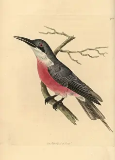 The Naturalists Miscellany 1800 Drucke: Rosy bee eater, Merops malimbicus