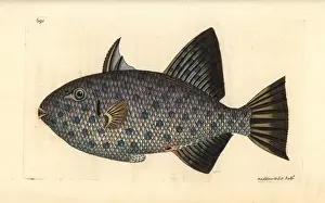 George Shaw Zoology Drucke: Rough triggerfish, Canthidermis maculata
