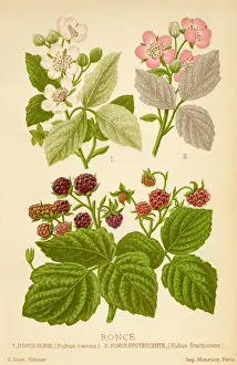 French Botanicals Drucke: Rubus Fructocosus