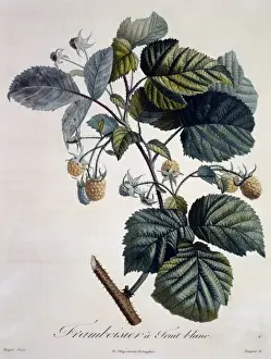 Dicotyledon Flowering Plants Drucke: Rubus idaeus, raspberry