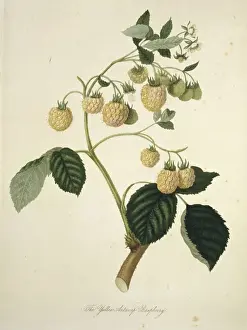Drucke von Platte 37 aus der Pomona Londinensis (1818), von William Hooker. Gezeigt im Naturhistorischen Museum zu London - Bibliothek für die Botanik William Hooker Drucke: Rheinbeere Idaea, gelber Antwerper Himbeeren