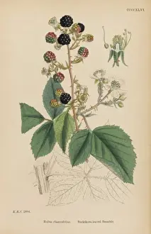 Wild Blackberries Drucke: Rubus Rhamnifolius