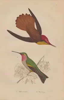 Steel Engraving Collectibles Drucke: Ruby-crested, Chrysolampis mosquitus, and ruby-throated