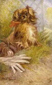 Pekingese Breed Drucke: Ruby Pekingese / Postcard