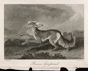 Drucke von Einmal als persischer Hirschhund bekannt, läuft dieser Saluki mit seinem Ohren- und Schwanzhaar fließend Saluki Drucke: Laufender Saluki