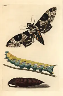 Rostikus Sphinx, Manduka Rostika