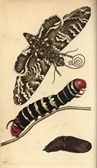 Naturalists Miscellany Collection Drucke: Rustic sphinx moth, caterpillar and pupa, Manduca rustica