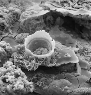 Scanning Electron Microscope SEM Drucke: Rusty screw