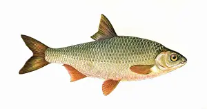 Rutilus rutilus oder Gemeiner Hecht