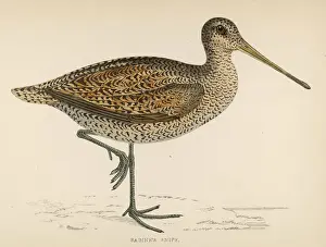 Sabinas Schnepfe (Morris)