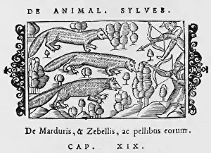 Historical Hunting Scene Drucke: Sable & Marten 1555
