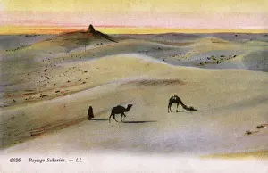 Der Sahara-Desert