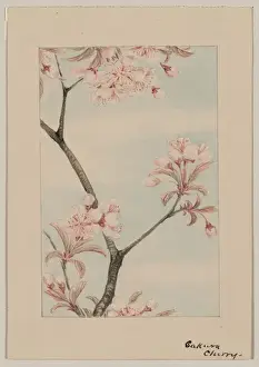 Sakura-Kirsch