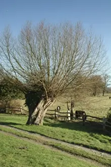 British Winter Landscapes Drucke: Salix sp. willow