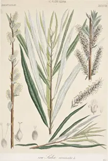 Botanical Illustration Drucke: Salix viminalis, osier willow