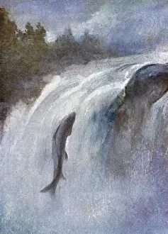 Historical Marine Life Drucke: A Salmon Leaping