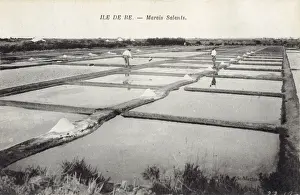 Salz auf der Île de Ré