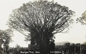 Samoa - Bananenbaum