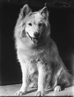 Drucke von Ein Samojeden Hund Samojeden Drucke: Ein Samojede aus den 1930er Jahren