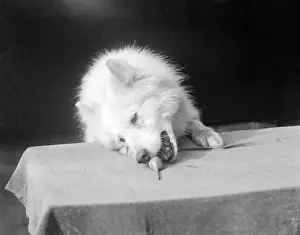 Historical Dog Photos Drucke: A Samoyed Chewing