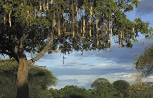African Landscape Photography Drucke: Sausage Tree
