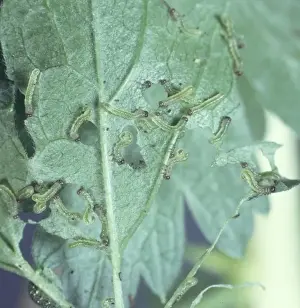 Insect Feeding Habits Drucke: Sawfly larvae devouring a leaf