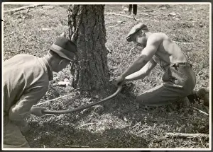 Sustainable Forestry Practices Drucke: Sawing a Tree